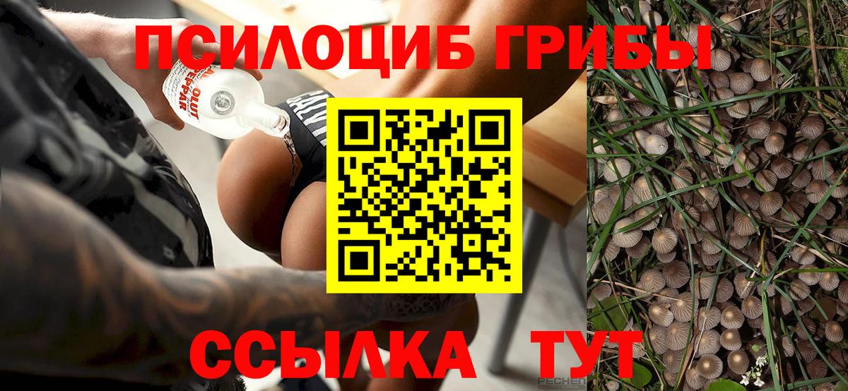 Псилоцибиновые грибы Psilocybine cubensis  Вход с VPN  Вольск 